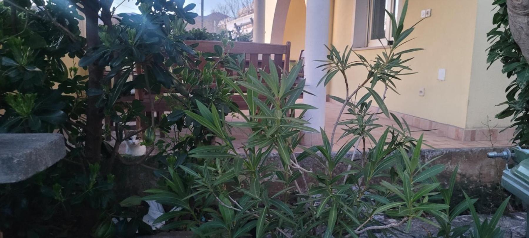 Apartmani Sanja Klenovica Exteriör bild